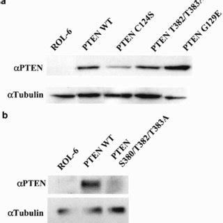 Effects Of Wild Type Daf Pten And Mutant Proteins On Lifespan The