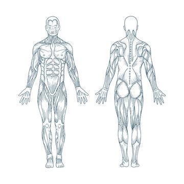 Human Body Hd Free Images For Drawing - Infoupdate.org