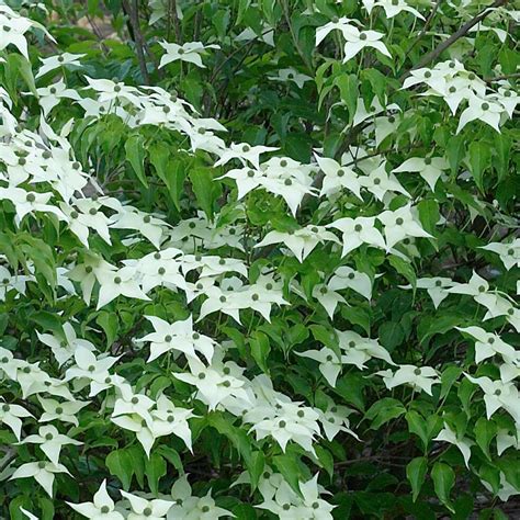 Cornus Kousa Chinensis Cornouiller De Chine A Floraison D Un Blanc Pur