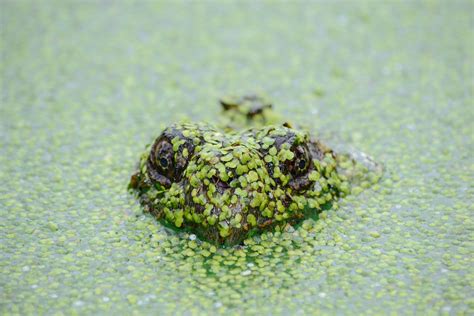 Best Floating Pond Plants For Clear Water And Shade - Pond Wiki