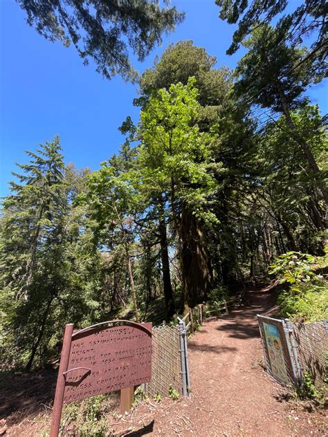 Methuselah Tree (Redwood) – Woodside, California - Atlas Obscura