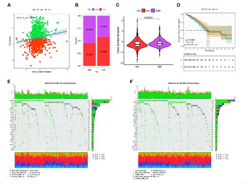 Relationship Between Tumor Risk Score And Tumor Mutation Burden A Download Scientific