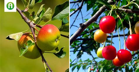 Kettő fejlesztési irány van a kertészeti szektorban Agroinform hu