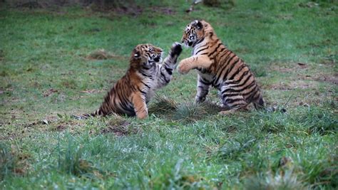 Adorable Amur tiger cubs captured playfighting at wildlife park | STV News