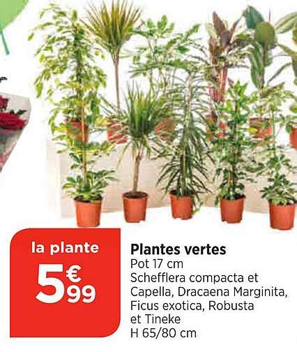 Promo Plantes Vertes Chez Bi Icatalogue Fr