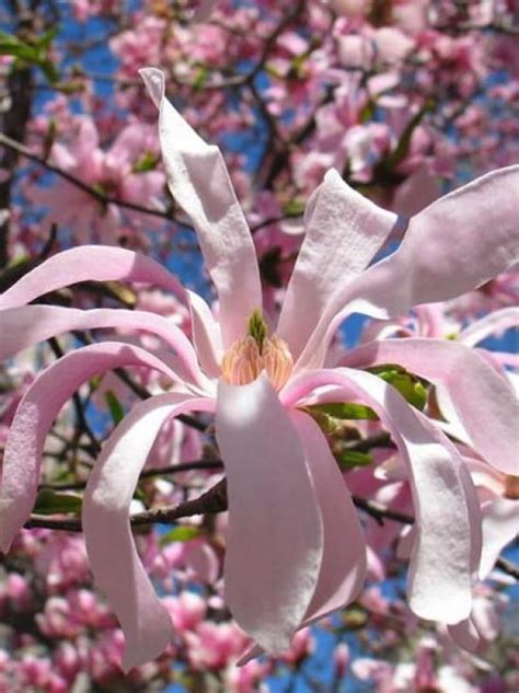 Stern Magnolie Rosea Magnolia Stellata Rosea Günstig Kaufen