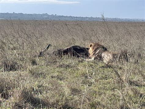 Da Nairobi Safari Nella Riserva Nazionale Di Masai Mara Getyourguide