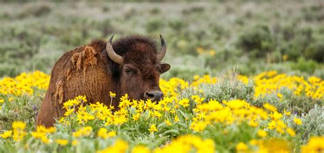 The North American Grasslands Conservation Act Swedbank Nl