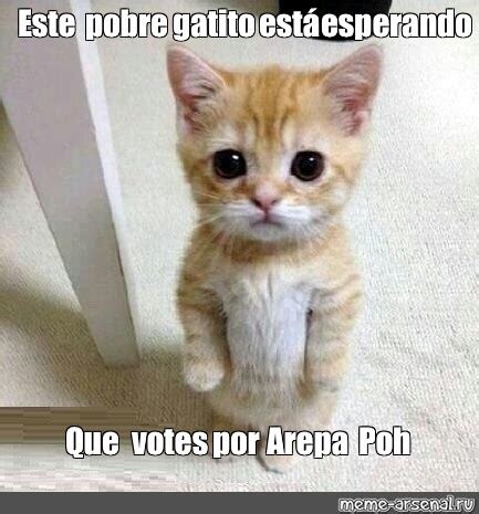 Meme Este pobre gatito está esperando Que votes por Arepa Poh All