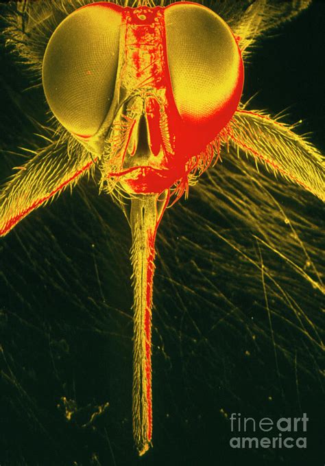 Sem Of Head Of A Tsetse Fly Photograph By Dr Jeremy Burgess Science