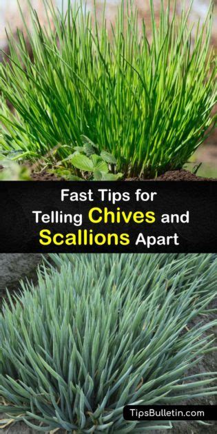 Telling the Difference between Chives and Scallions