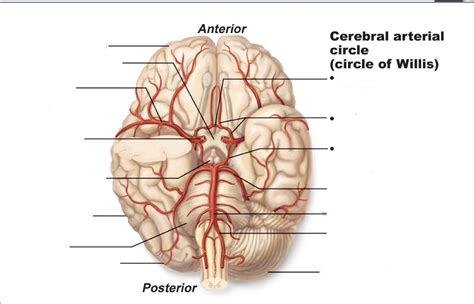 Neuro Lab Exam Diagram Quizlet