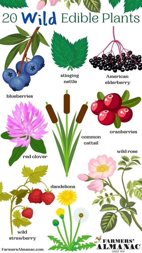 20 Wild Edible Plants Guide