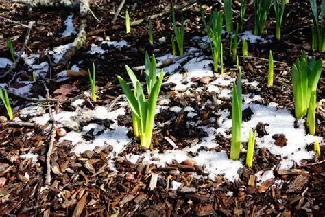 Comment protéger les plantes du froid soudain 5 bons gestes et