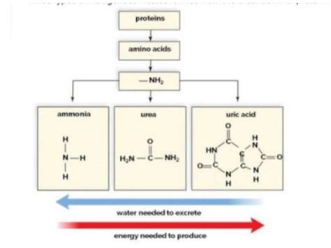 Solved Three types of nitrogenous wastes formed from the | Chegg.com
