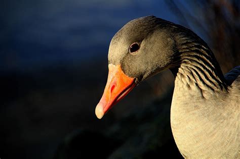 80+ Free Gandering & Gander Images - Pixabay