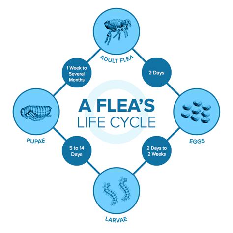 What Do Flea Eggs Look Like - PetRefine