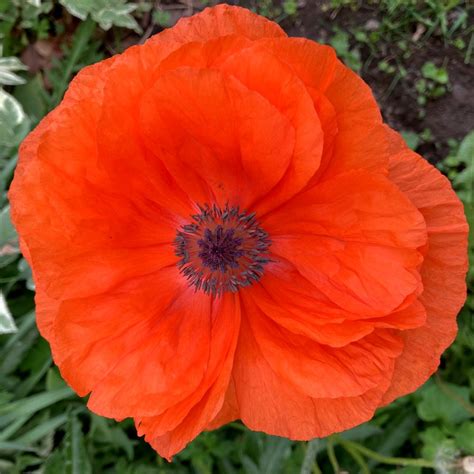 Red Poppy Flower Essence – Bane Folk