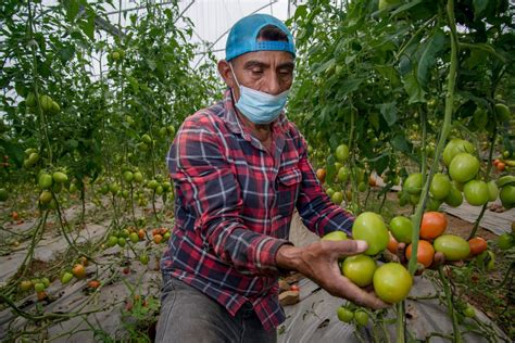 Registra balanza comercial agroalimentaria superávit de mil 558