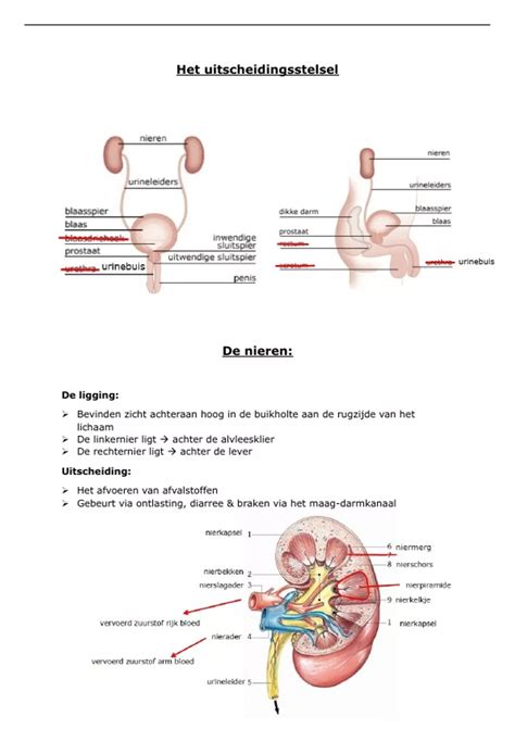 Samenvatting Het Uitscheidingsstelsel Anatomie Fysiologie