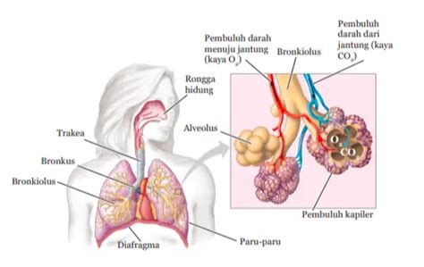 Memahami Paru Paru- Bagian Serta Fungsi Paru Paru - Quipper Blog