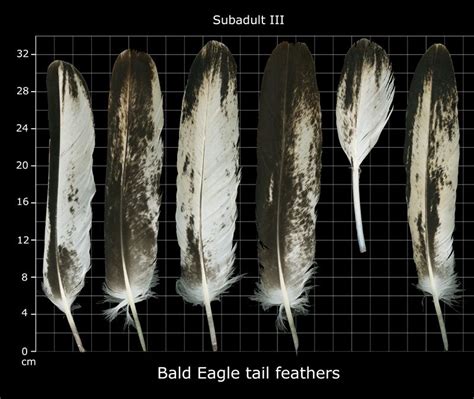 The Feather Atlas Feather Identification And Scans Artofit