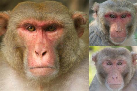 Why do female monkeys spend so long looking at rugged males? | New ...