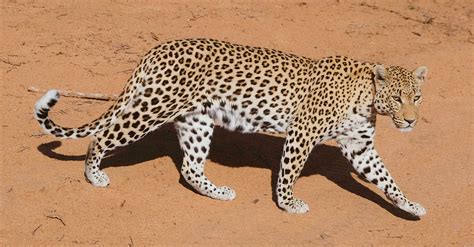 Namibia’s Complex Relationship with its Endangered Animals · Urth Magazine