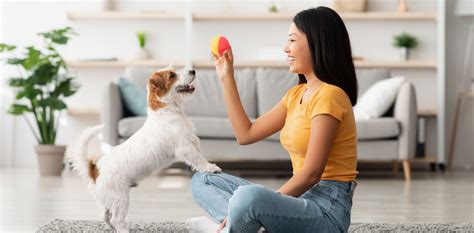 Ado O Respons Vel De Animais As Vantagens De Adotar Um Pet