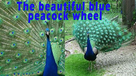 Peacock Dance Peacock Sound Peacock Feathers Blue Peacock Youtube