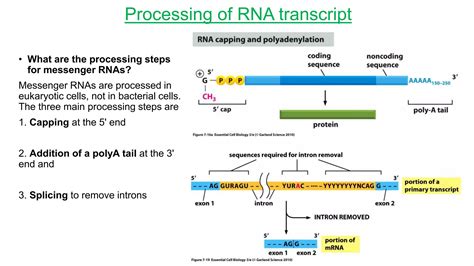 Protein Synthesis In Prokaryotes And Eukaroytes Ppt