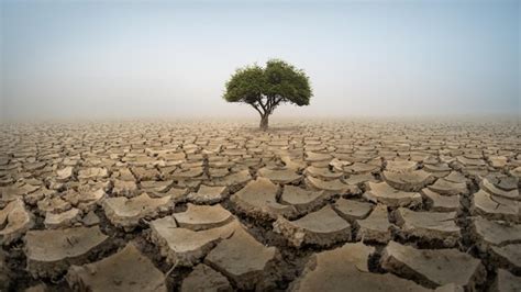 Tierra seca y agrietada en el desierto con un árbol Foto Premium