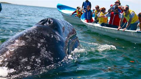 Desde Mirissa Excursi N Privada De Avistamiento De Ballenas Con Puesta