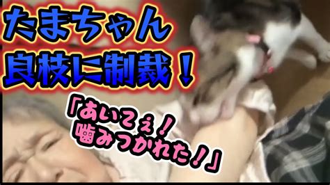 【関慎吾】 良枝 アイハラ帰宅 慎吾に怒り たまちゃん良枝に噛みつく🐈 20240719 Youtube