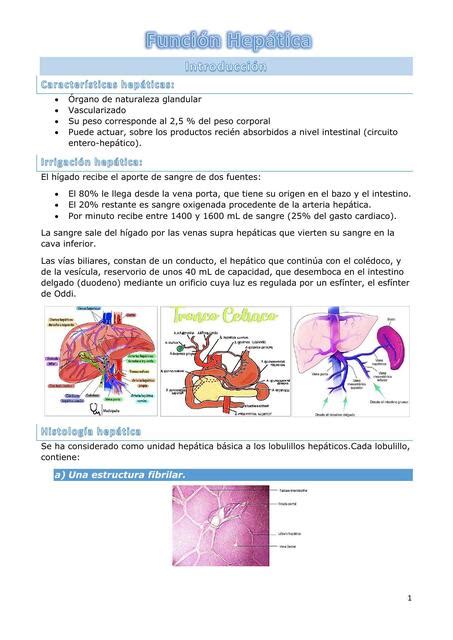 Funci N Hep Tica Romina Argumedo Udocz