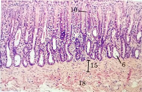 Digestive System | Histology | Anjani Mishra