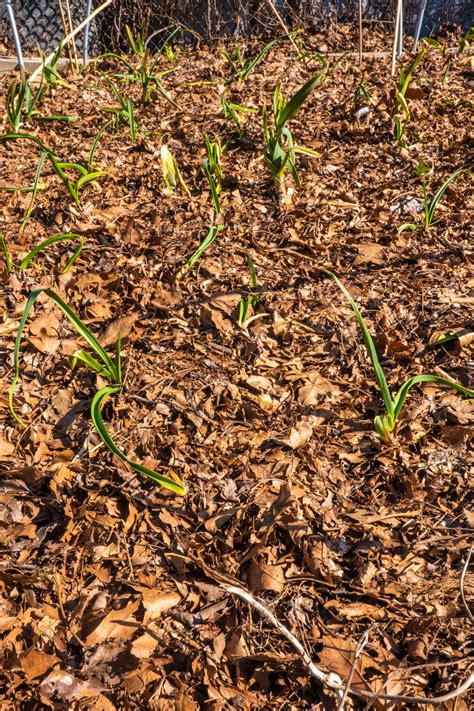 How to Plant, Grow and Harvest Garlic (grow GIANT garlic!) - Brooklyn ...