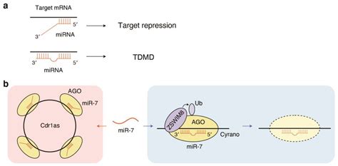 Cells Free Full Text Network Regulation Of Microrna Biogenesis And Target Interaction