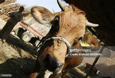 Artificial Insemination Cattle Stock Fotos Und Bilder Getty Images