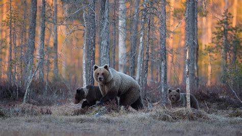 Grizzly bear in the pine forest - backiee