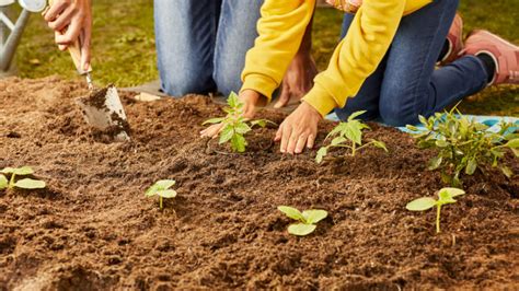 Remède naturel Comment utiliser la cannelle dans son jardin