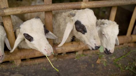 Sacrificial Goat Eid Al Adha 2023 Eid Ul Adha Stock Footage Video