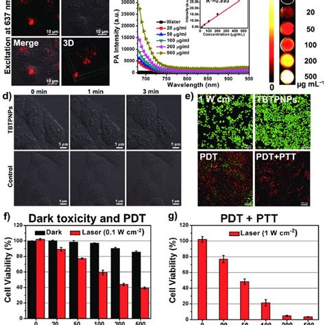 A IR Thermal Images Of HeLa Tumor Bearing Mice In Four Groups Taken At