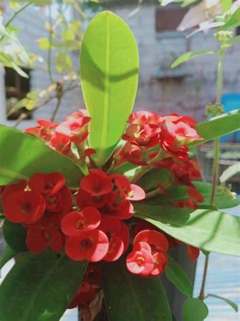 Crown Of Thorns Leaves Turning Yellow Why Plants Craze