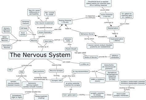 Nervous System Factor Trinomials Brain Neurons Glial Cells Sensory System Organelles