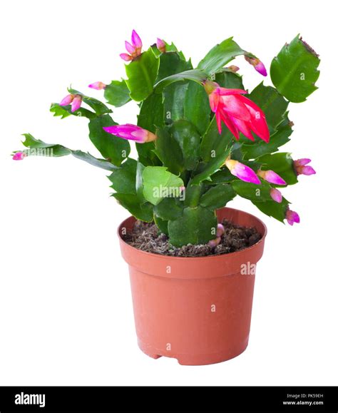 Zygocactus Schlumbergera Cut Out Stock Images And Pictures Alamy