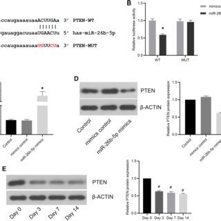 Pten Is A Direct Target Of Mir B P In Hasmcs A Schematic Of The