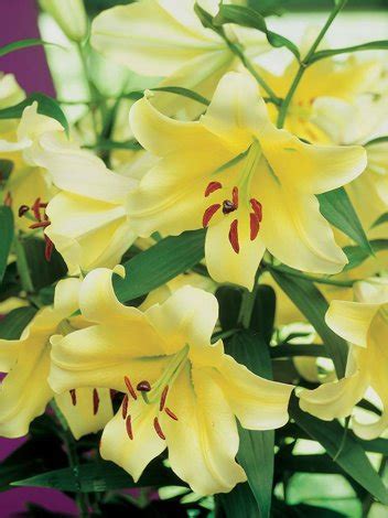 Lilia Lilium Conca D Or 2 Szt Sklep Cebule Pl