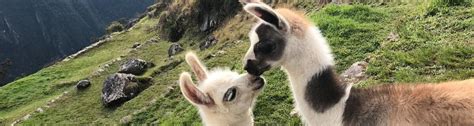 Alpaka Wanderung Im Sauerland Eine Besondere Begegnung