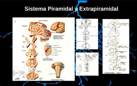 Sistema Piramidal Y Extrapiramidal By William Morales On Prezi